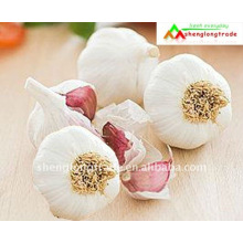 normal garlic chinese high quality wanted from jinxiang county shandong